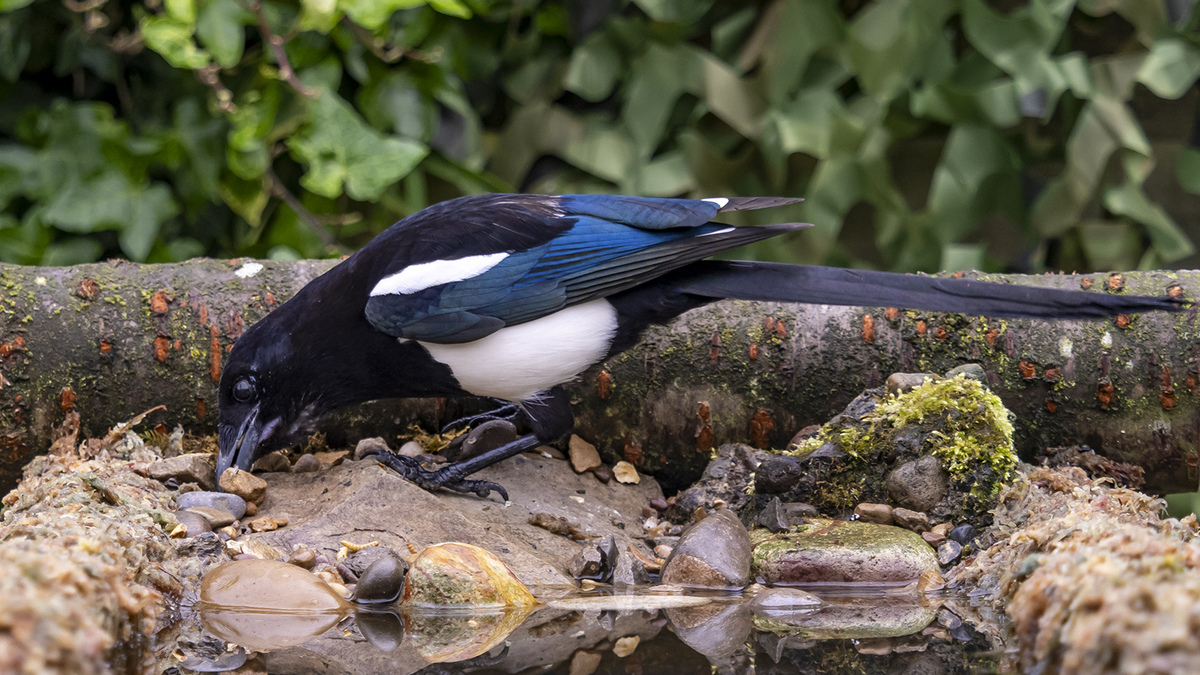 Magpie rooting for food.